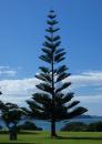 A healthy Norfolk Island Pine, Waitangi, NZ